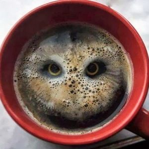Meet your Posher, Owl
